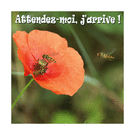 Abeilles en folie : patience, j'arrive !